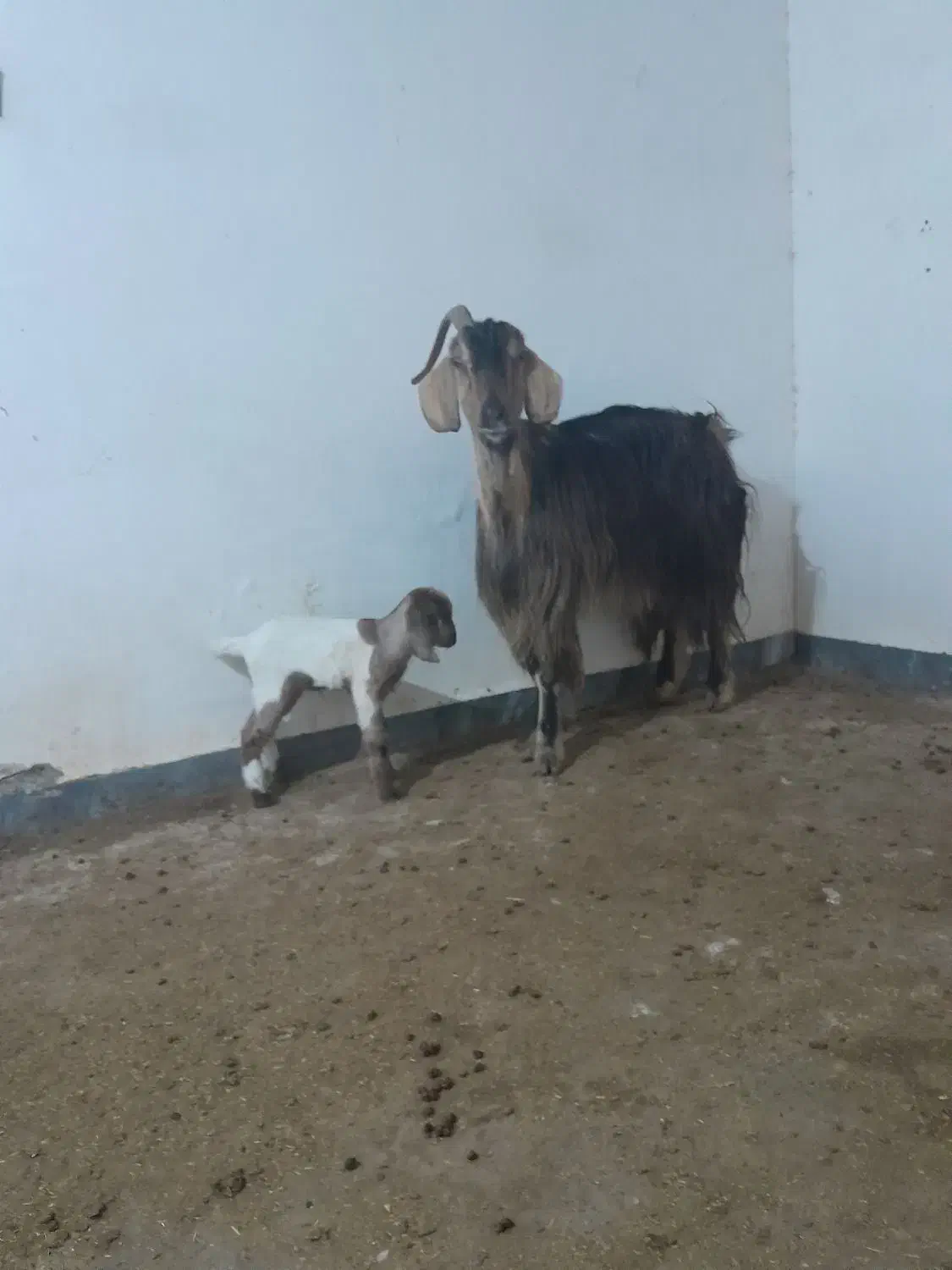 فروش بز وکهره|حیوانات مزرعه|بندر ماهشهر, |دیوار