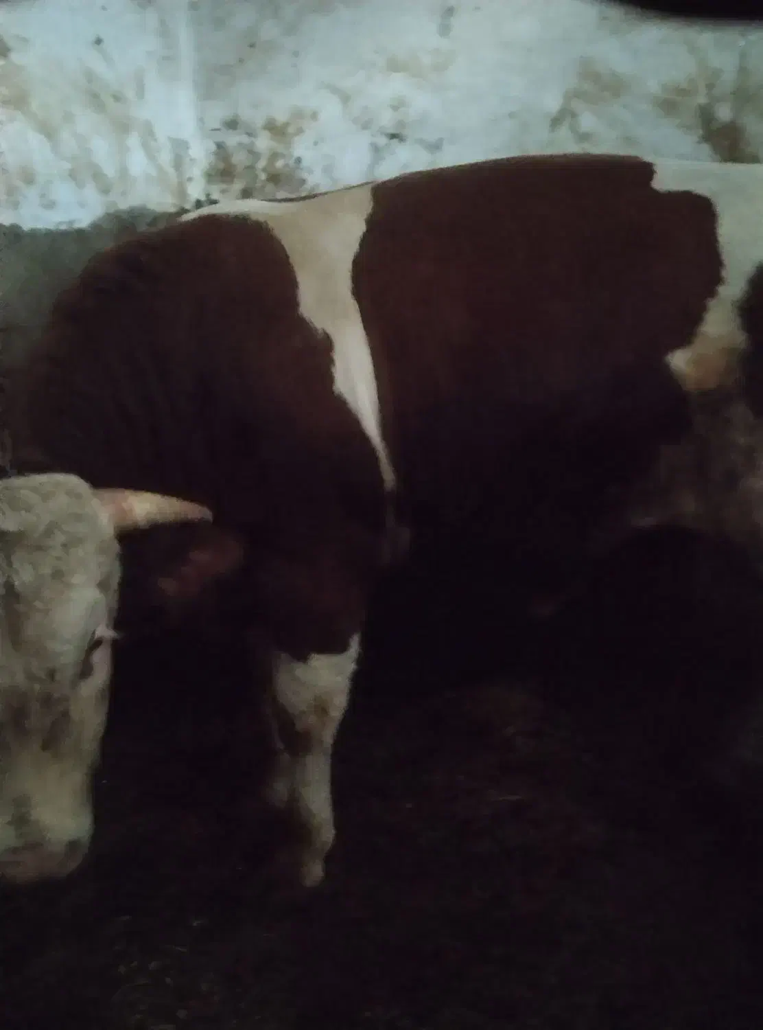 گوساله سنگین وزن|حیوانات مزرعه|سارال, |دیوار