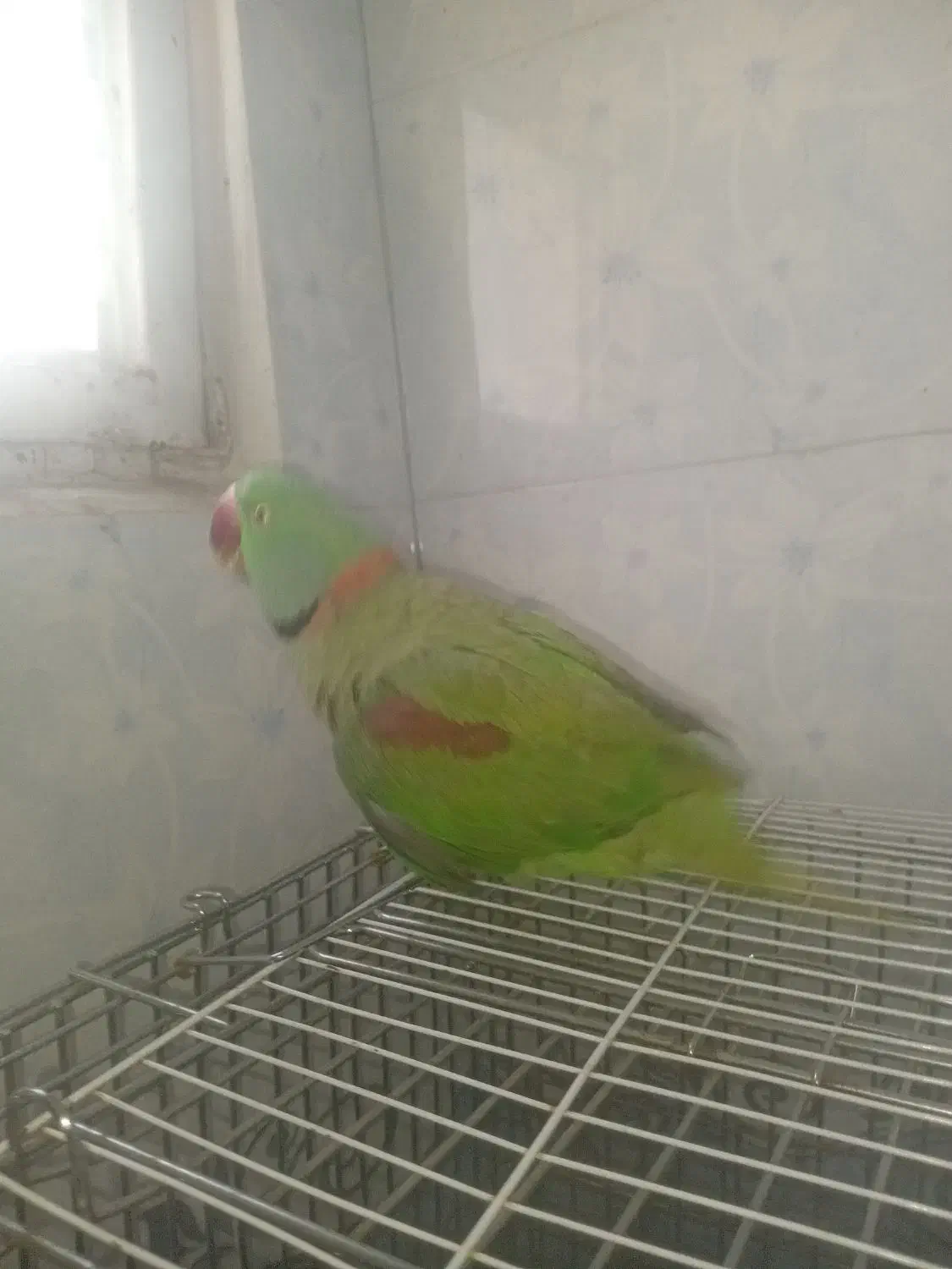 شاه طوطی نر بالغ|پرنده|ملارد, |دیوار