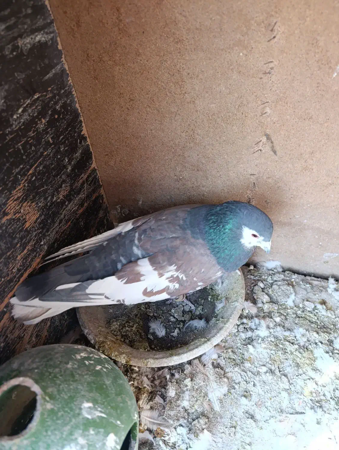 خوشرنگ یال افشون چاپی،طوقی همدانی|پرنده|لنجان, |دیوار