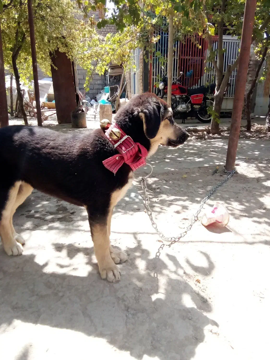 توله دورگ پژدر سرابی|سگ|قوچان, |دیوار