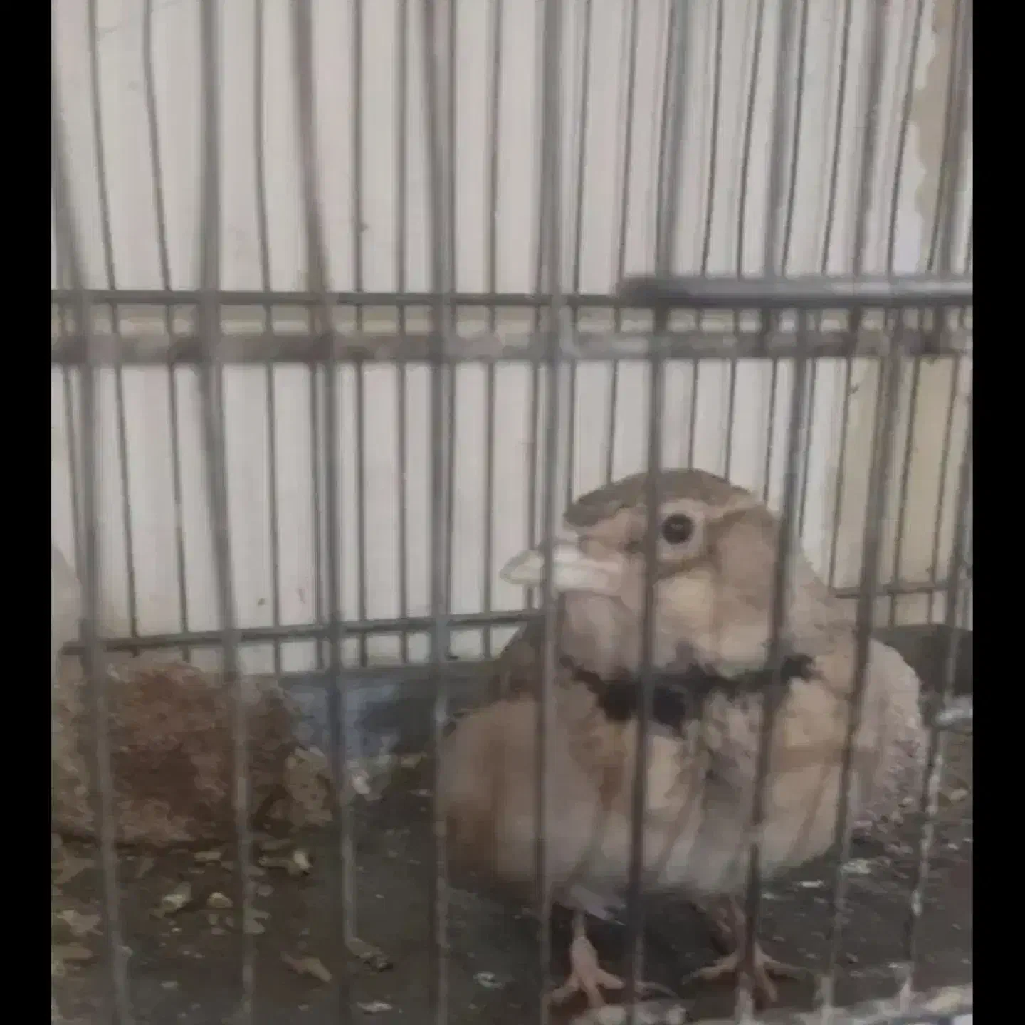 سهره|پرنده|بروجرد, |دیوار