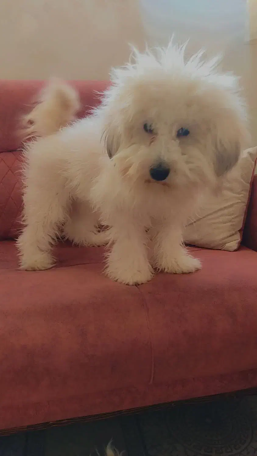 توله سگ|سگ|فولادشهر, B2|دیوار