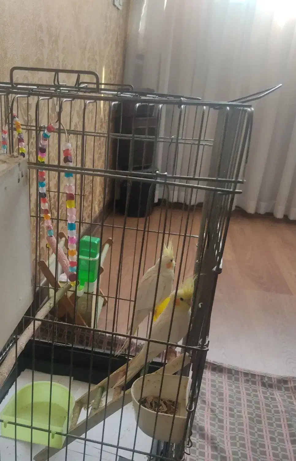 دوعدد عروس هلندی نر و ماده|پرنده|اسلام‌شهر, شهرک لاله|دیوار