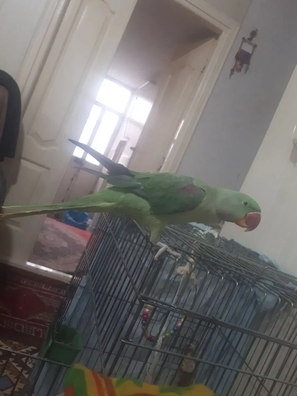 شاه طوطی تمیز|پرنده|بندر ترکمن, |دیوار