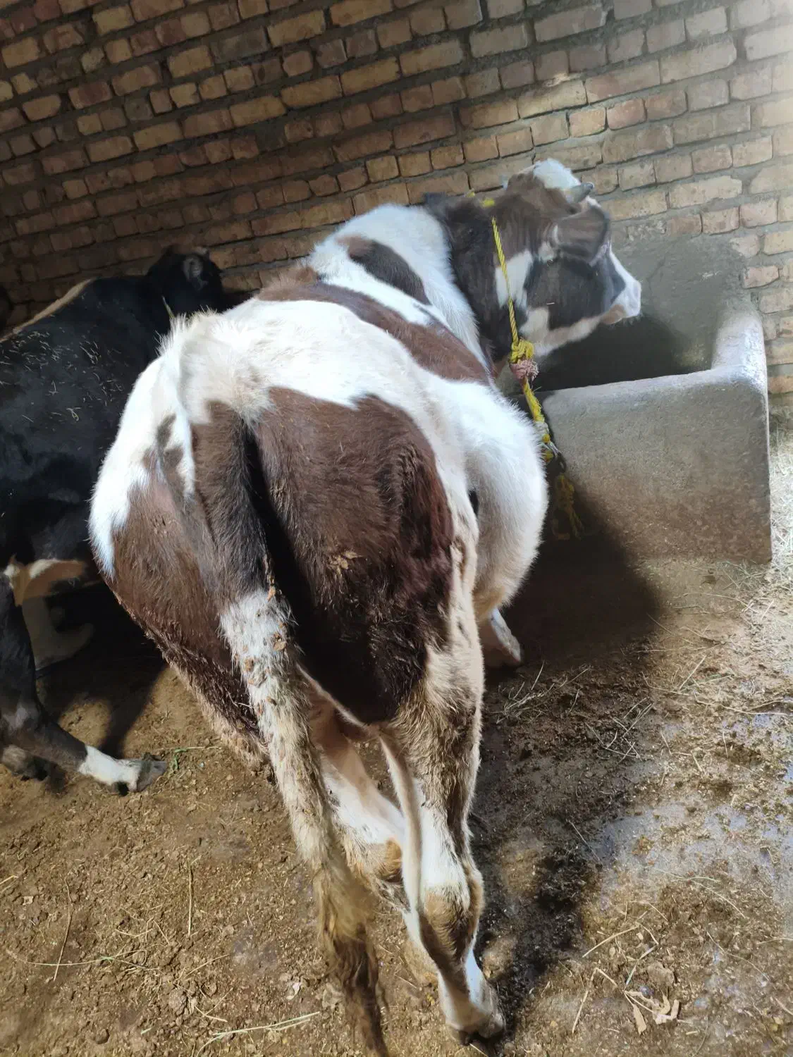 دو عدد گوساله سیمنتال نر|حیوانات مزرعه|نظر کهریزی, |دیوار