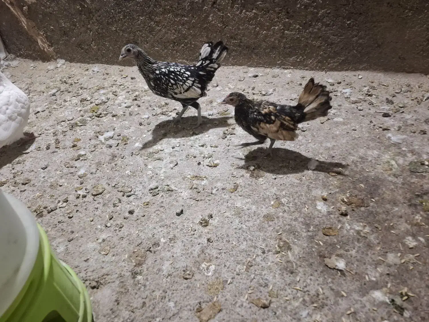 کبوتر و جوجه میناطوری|پرنده|بیرجند, |دیوار