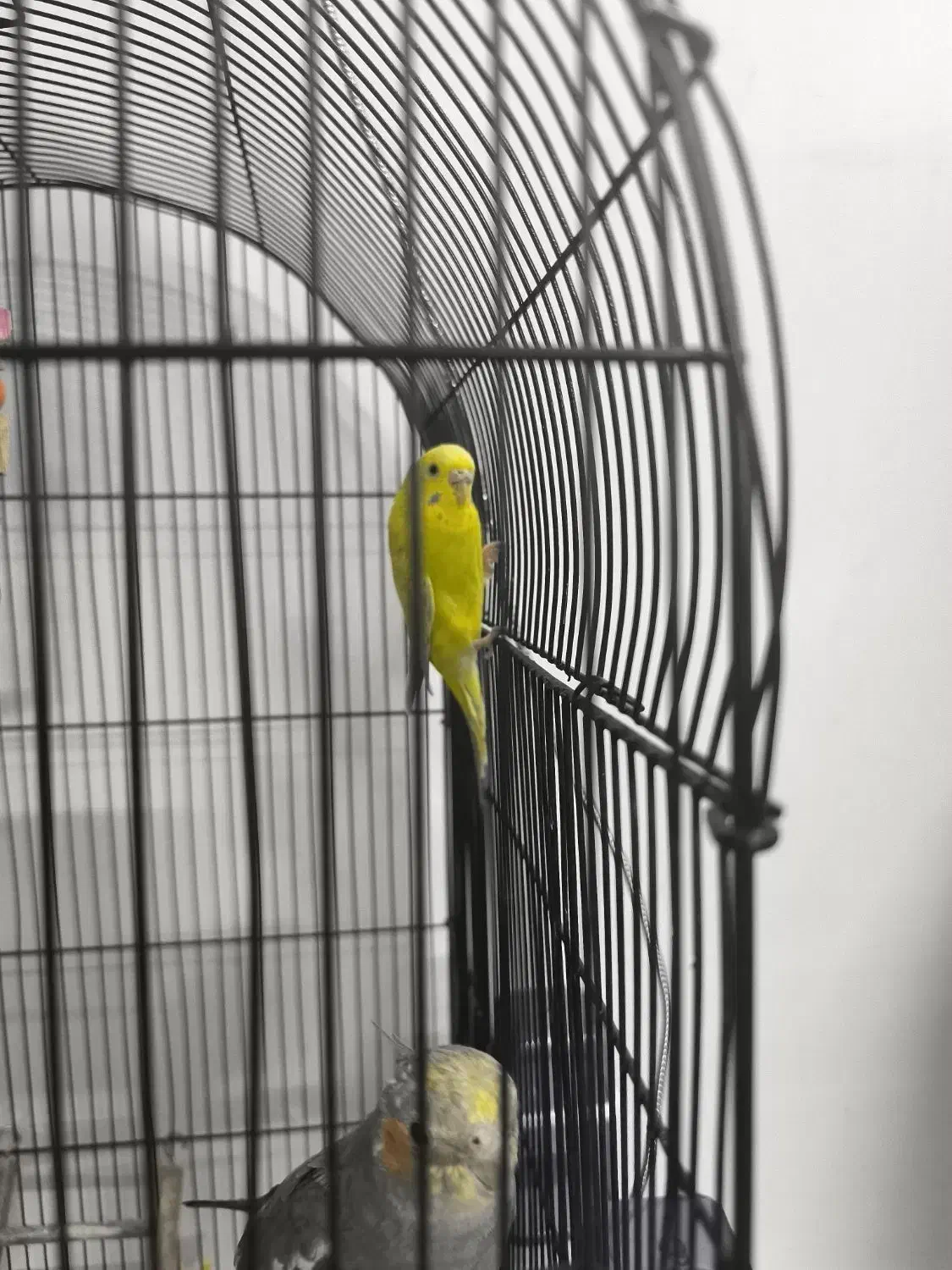 عروس هلندی و مرغ عشق قفس|پرنده|چناران, |دیوار