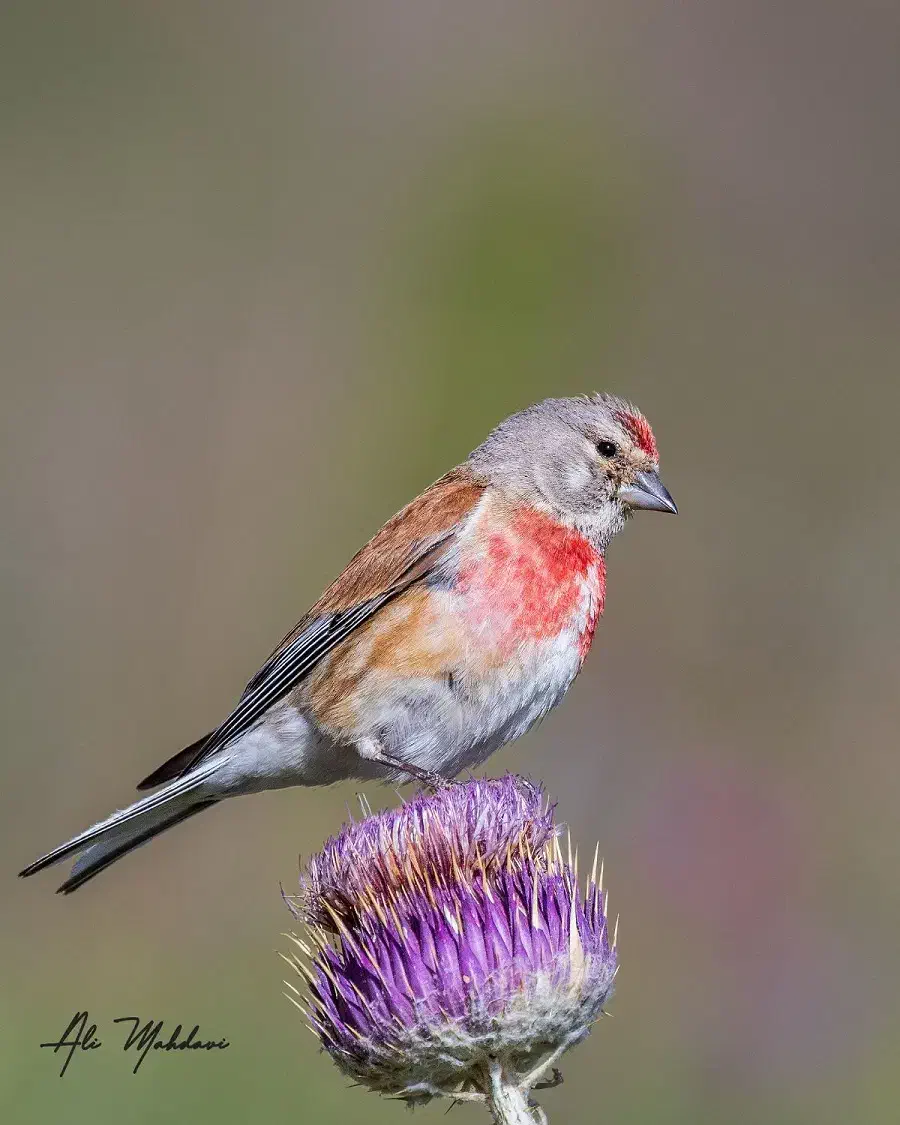گلبسر و سهره|پرنده|شیراز, گویم|دیوار