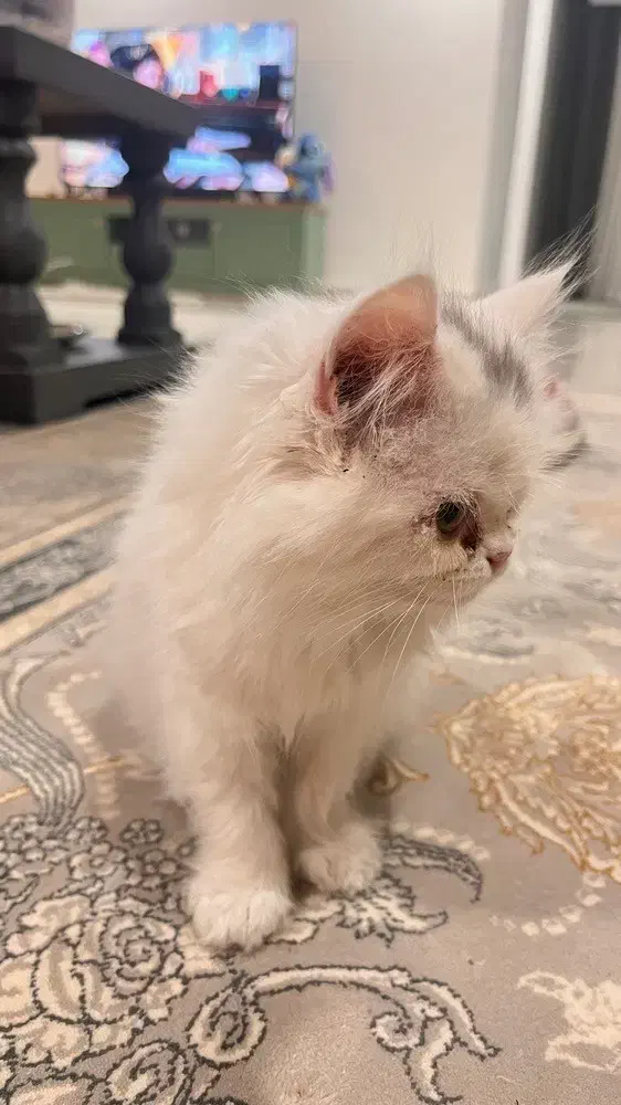 واگذاری|گربه|بندرعباس, |دیوار