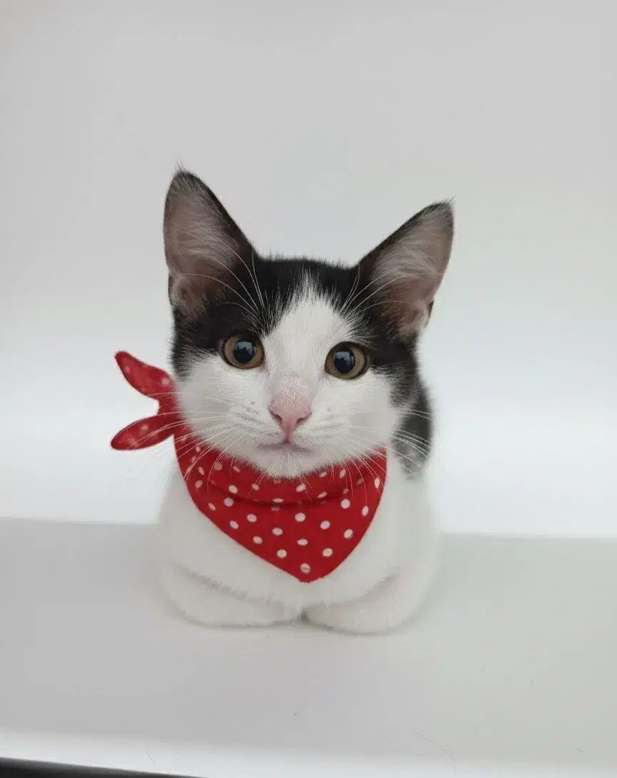 واگذاری گربه|گربه|کرمانشاه, |دیوار