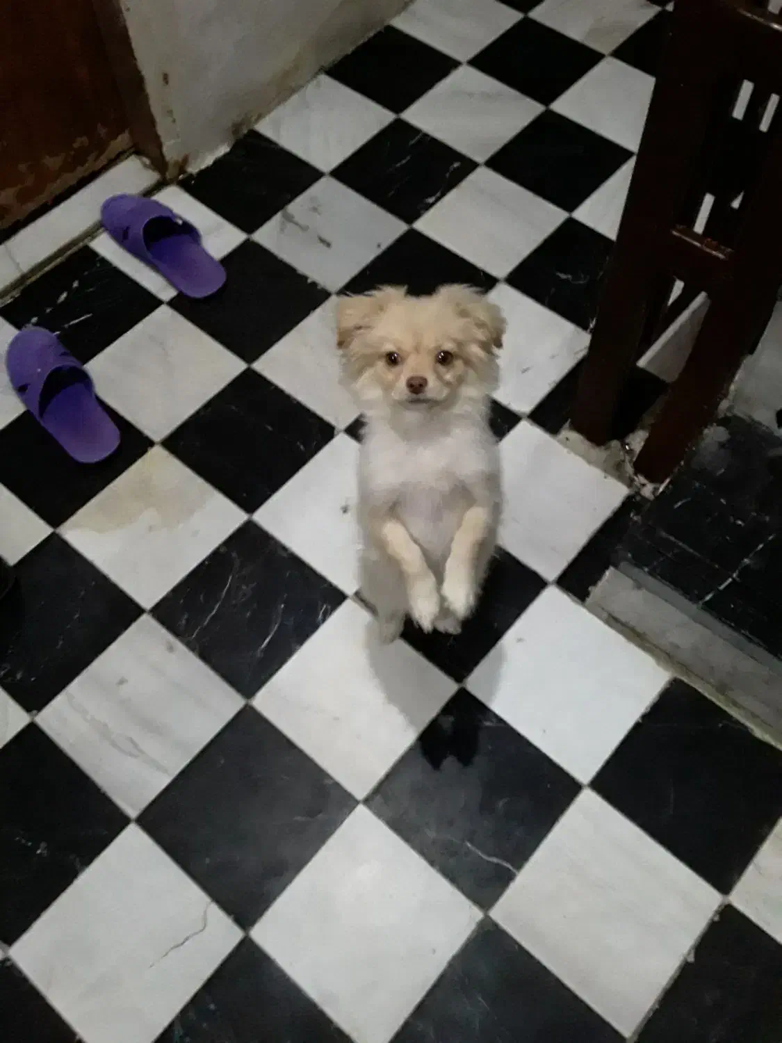 سگ پاکوتا|سگ|کرمانشاه, |دیوار