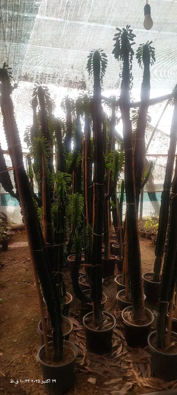 گلهای آپارتمان|گل و گیاه طبیعی|پاکدشت, پاکدشت (مامازند)|دیوار