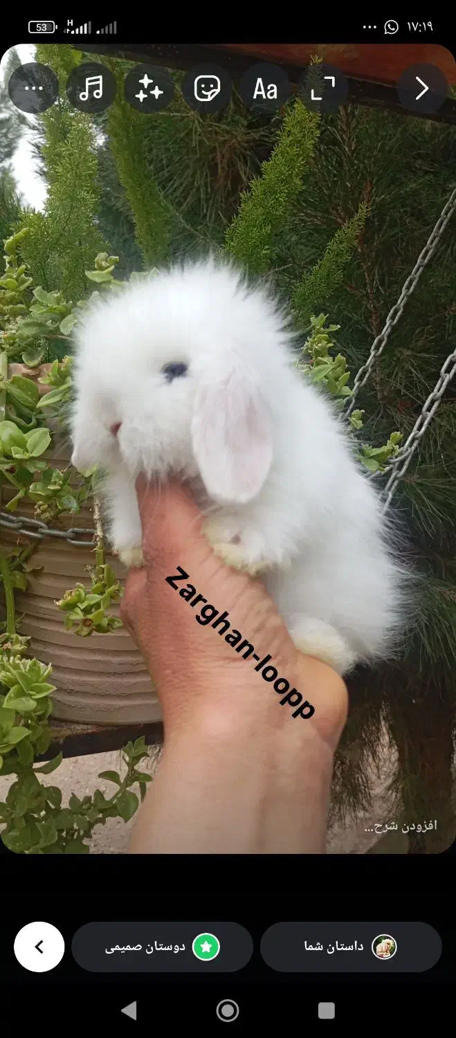 خرگوش لوپ ترکیش (زرقان)|موش و خرگوش|شیراز, کاراندیش|دیوار