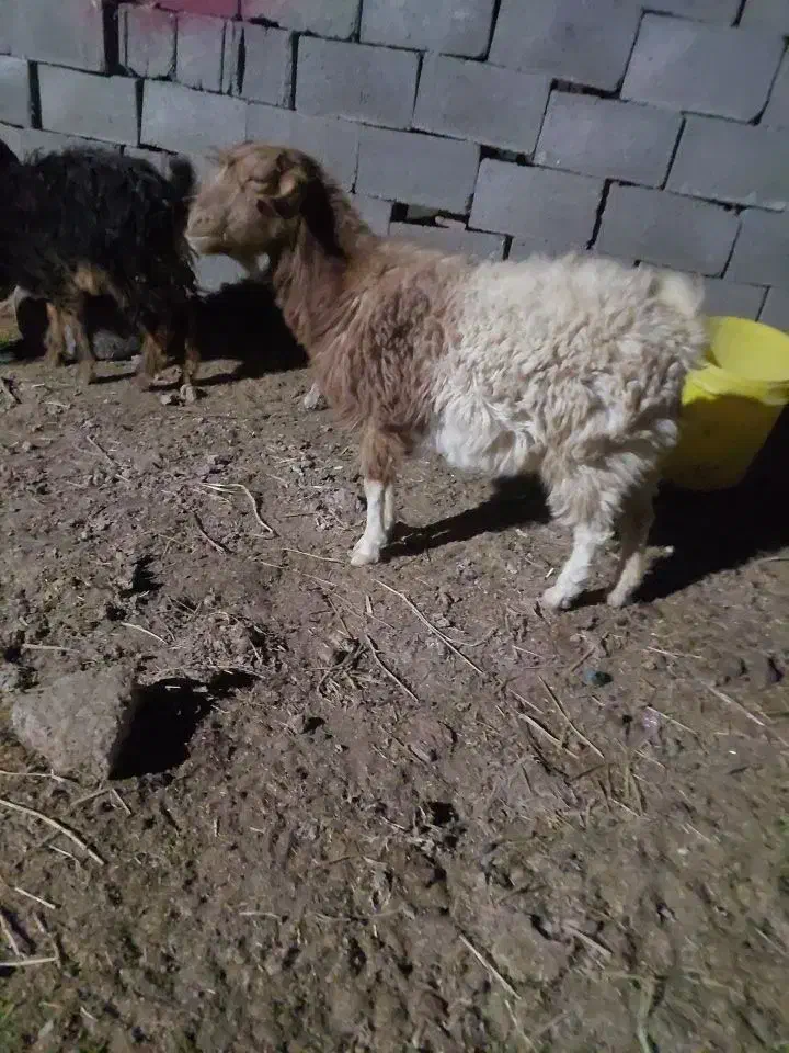 بز محلی|حیوانات مزرعه|سیرجان, |دیوار