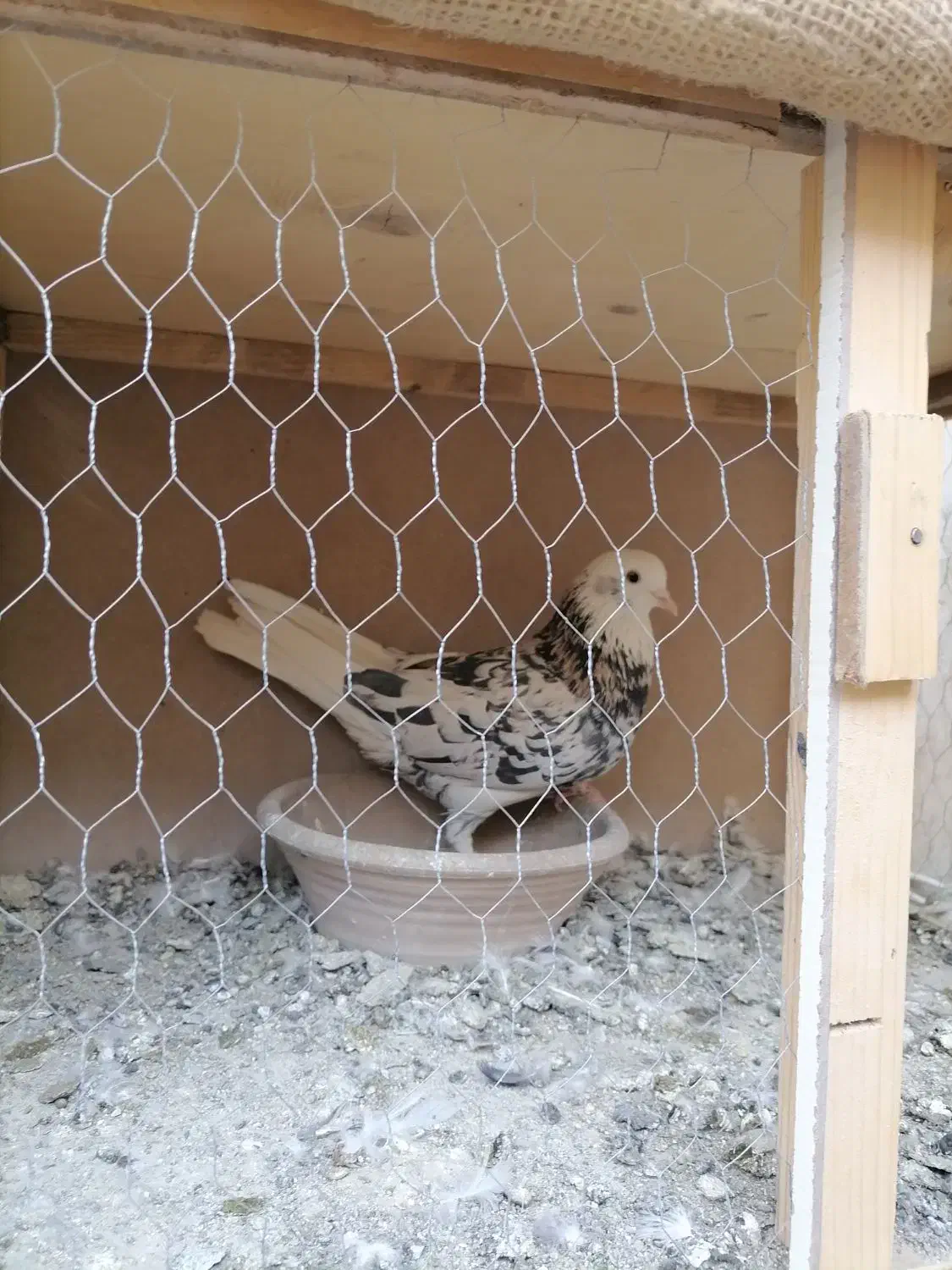 کفتر شازده سرور نر|پرنده|پاکدشت, خاتون آباد|دیوار