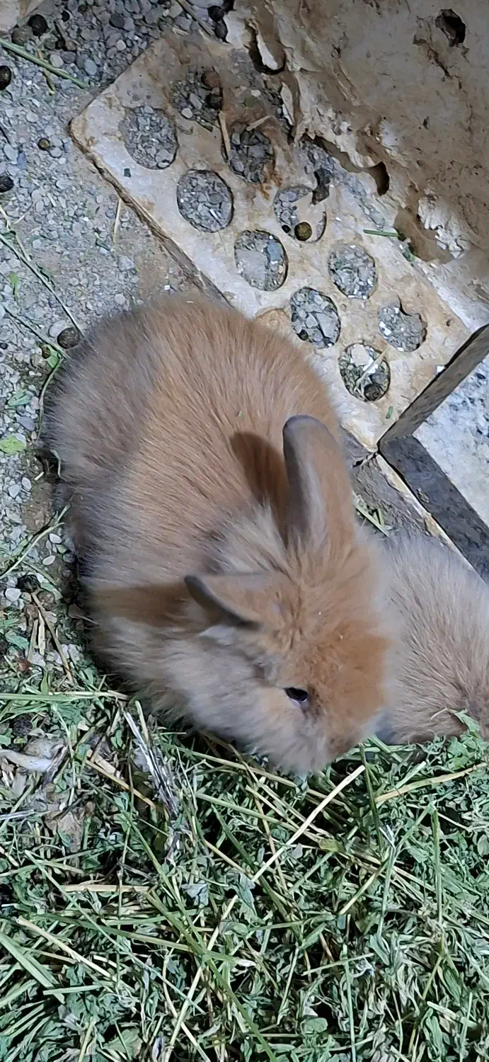 بچه خرگوش لوپ|موش و خرگوش|تهران, مشیریه|دیوار