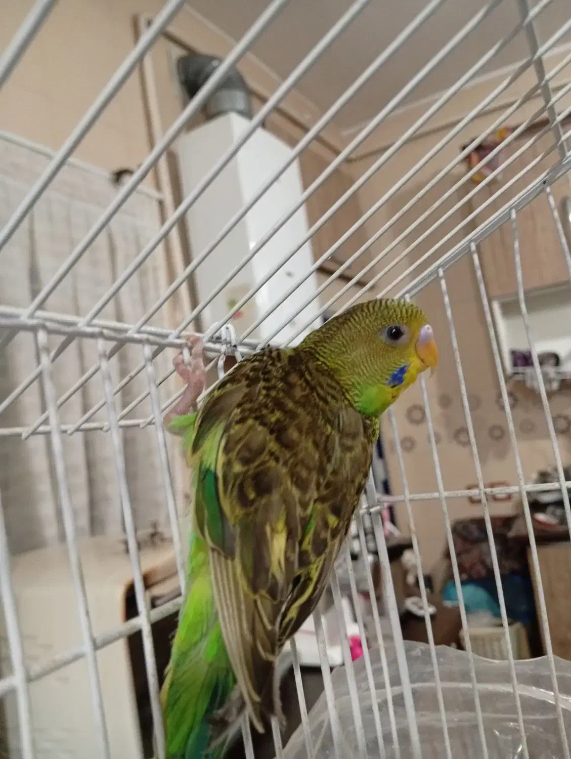 مرغ عشق|پرنده|میانه, |دیوار