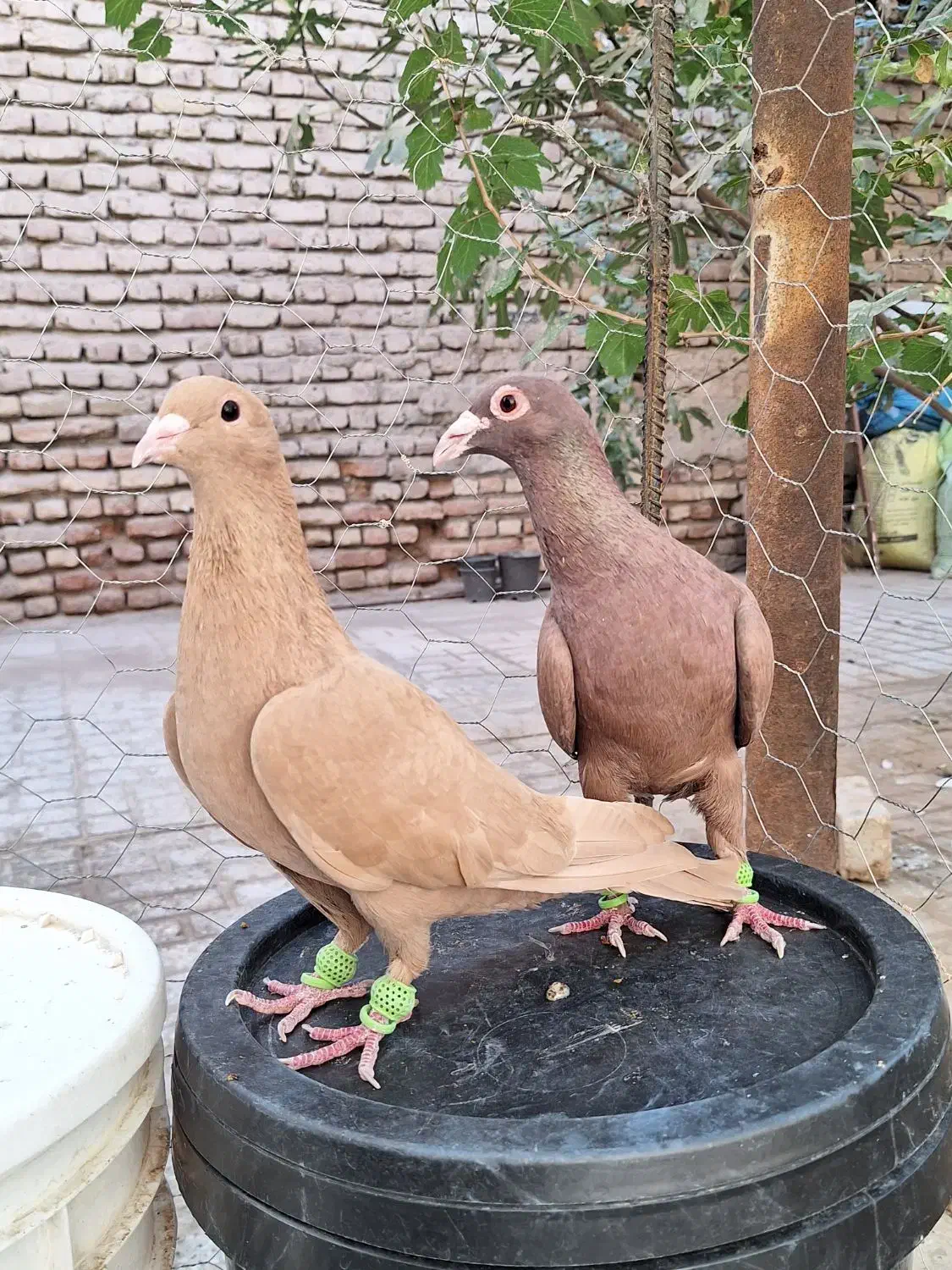 کفتر کبوتر سرخ کرمانی زرد کرمانی|پرنده|مه ولات, |دیوار