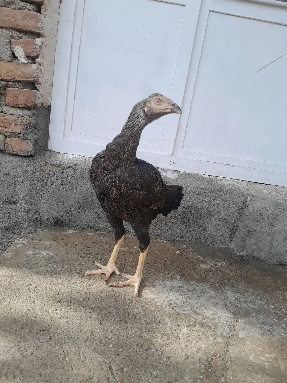 2 عدد مرغ لاری خارجی|حیوانات مزرعه|سقز, |دیوار