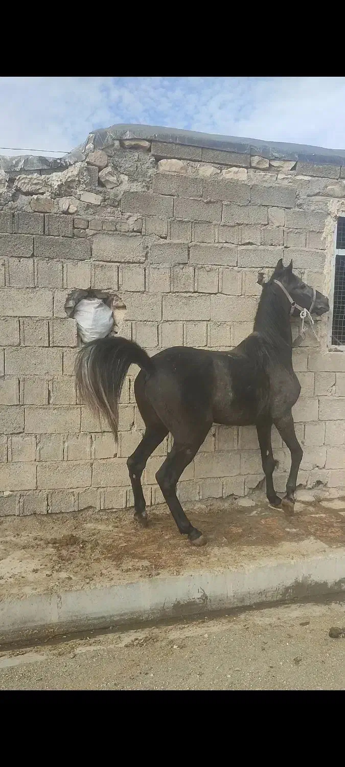 نریان شجره دارخوش فنوتیپ|اسب و تجهیزات اسب‌سواری|ایلام, |دیوار