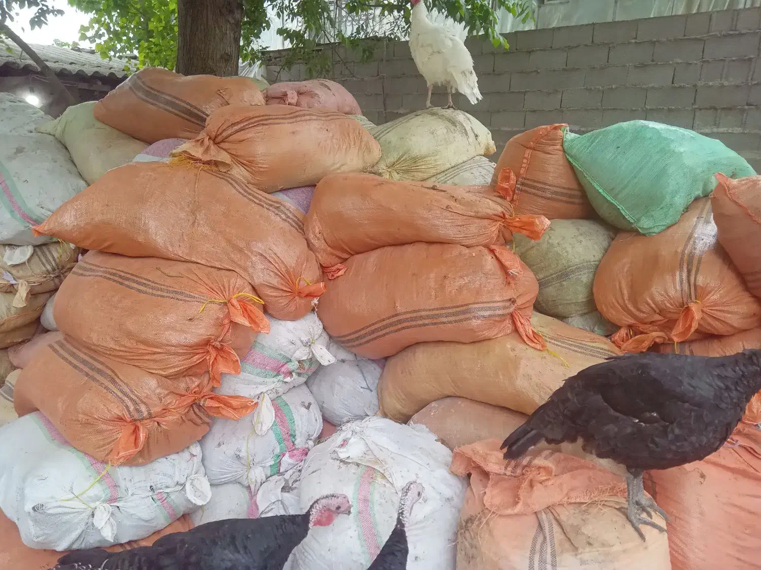 کود بوقلمون|حیوانات مزرعه|خشکبیجار, |دیوار