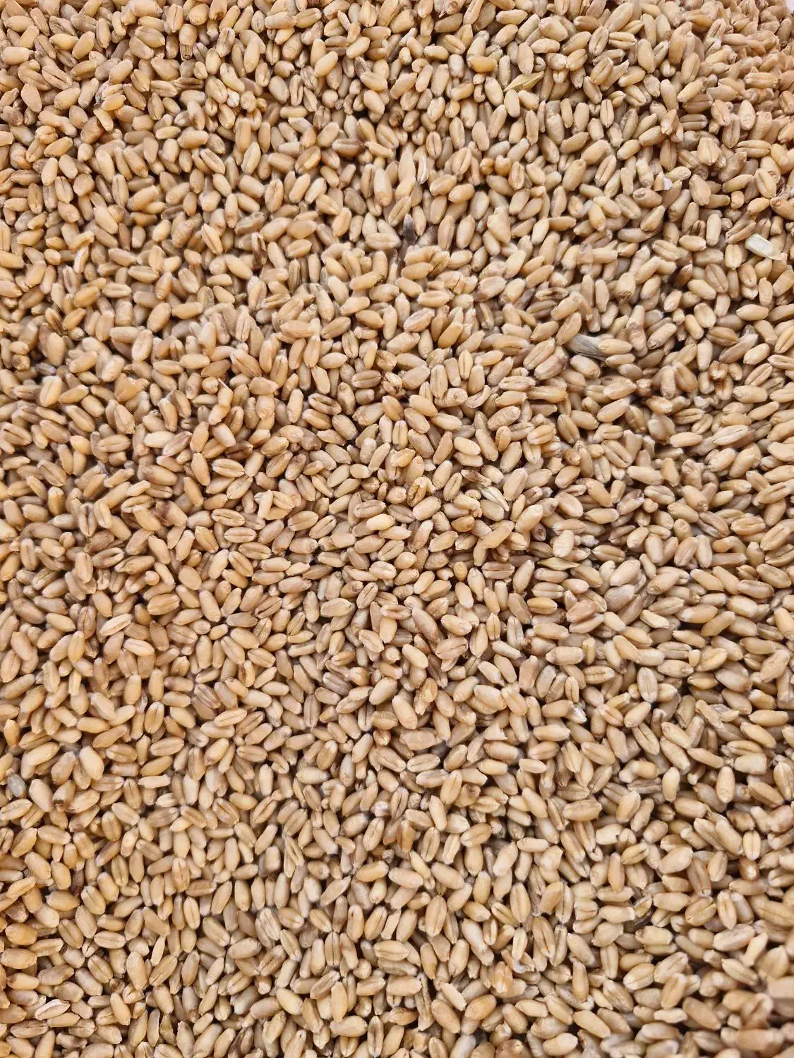 بذر گندم تیرگان|گل و گیاه طبیعی|آزادشهر, |دیوار