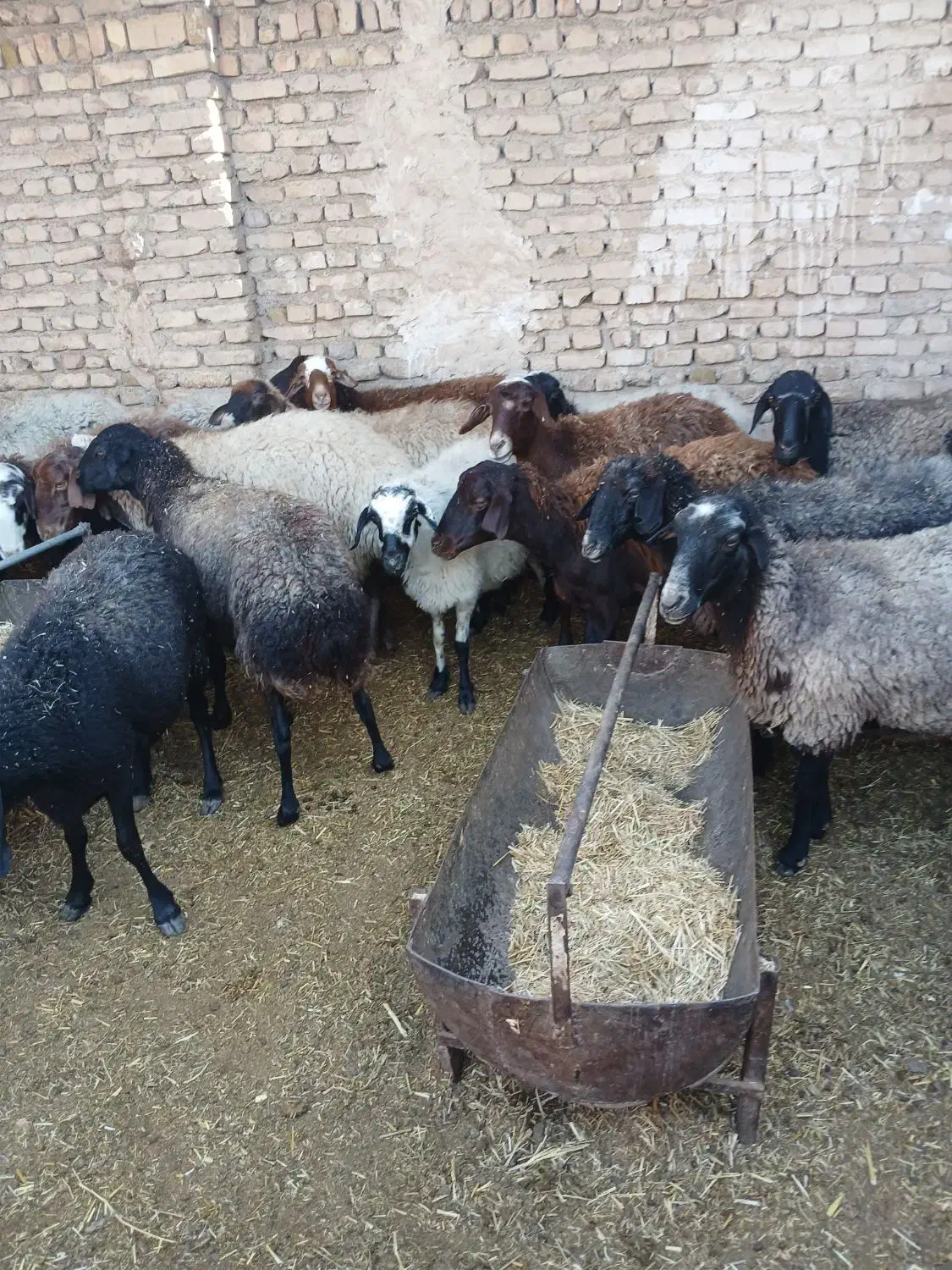 ۳۰ راس میش داشتی چاق|حیوانات مزرعه|جوادآباد, |دیوار