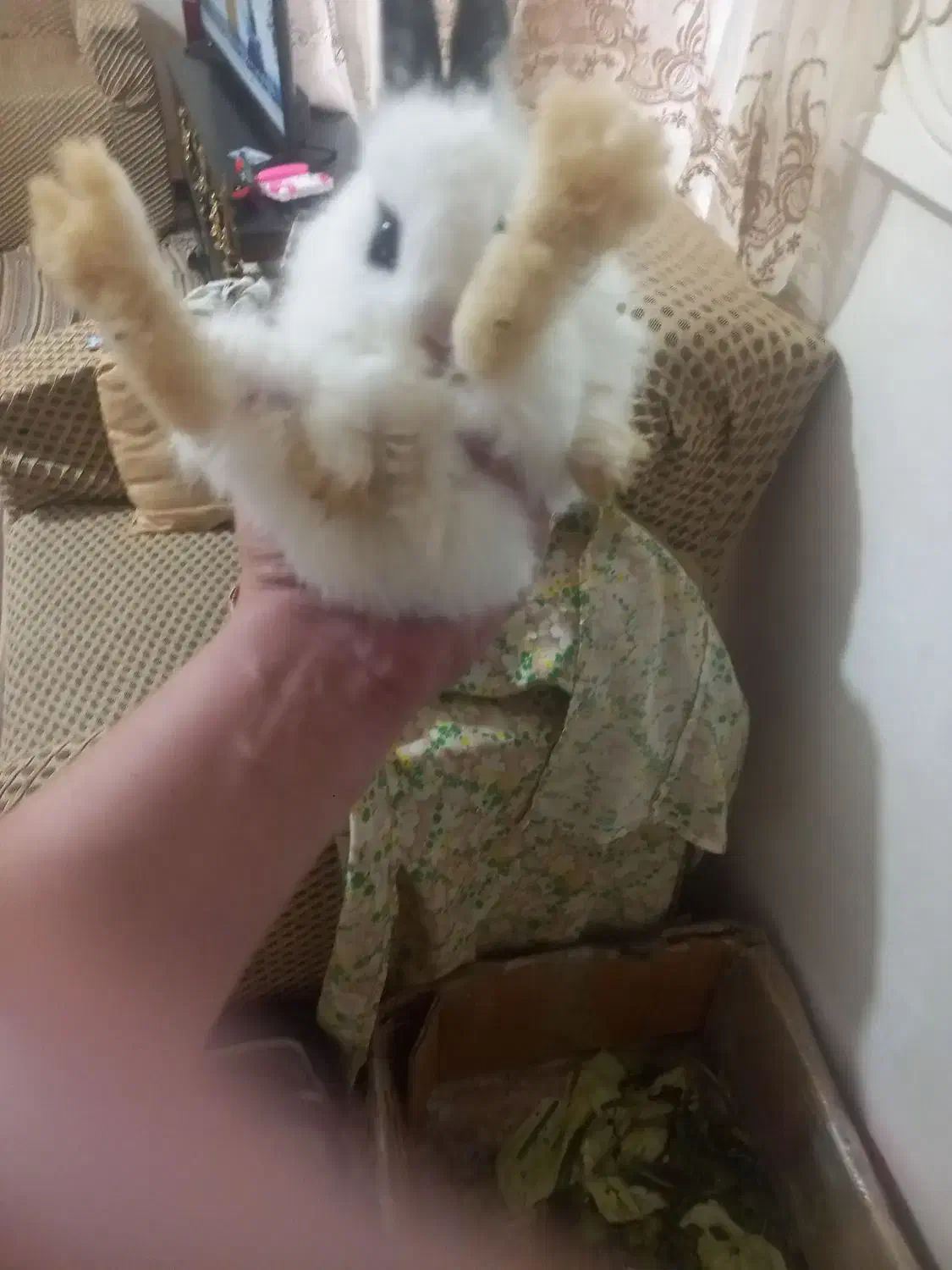 خرگوش کوچک|موش و خرگوش|تبریز, |دیوار