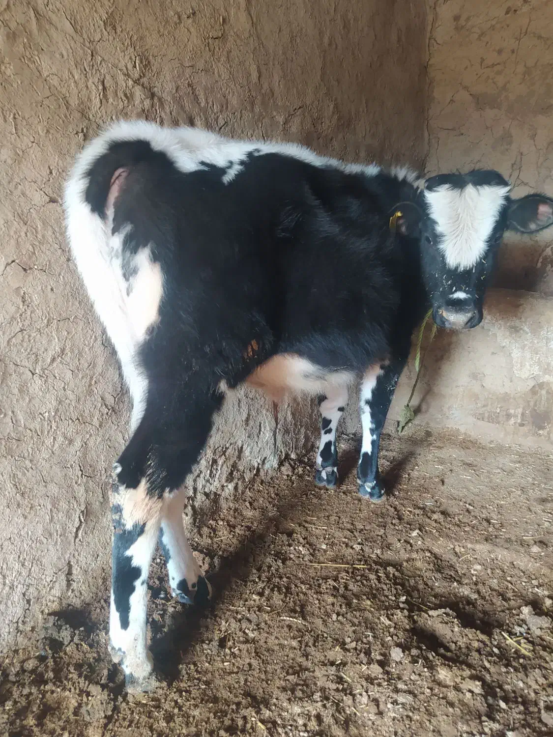 گوساله دورگه|حیوانات مزرعه|بیله سوار, |دیوار