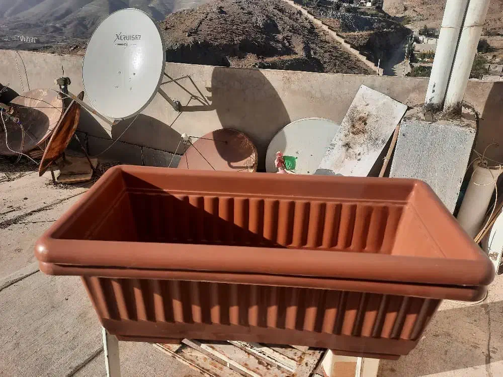 گلدون نو|گل و گیاه طبیعی|بومهن, |دیوار