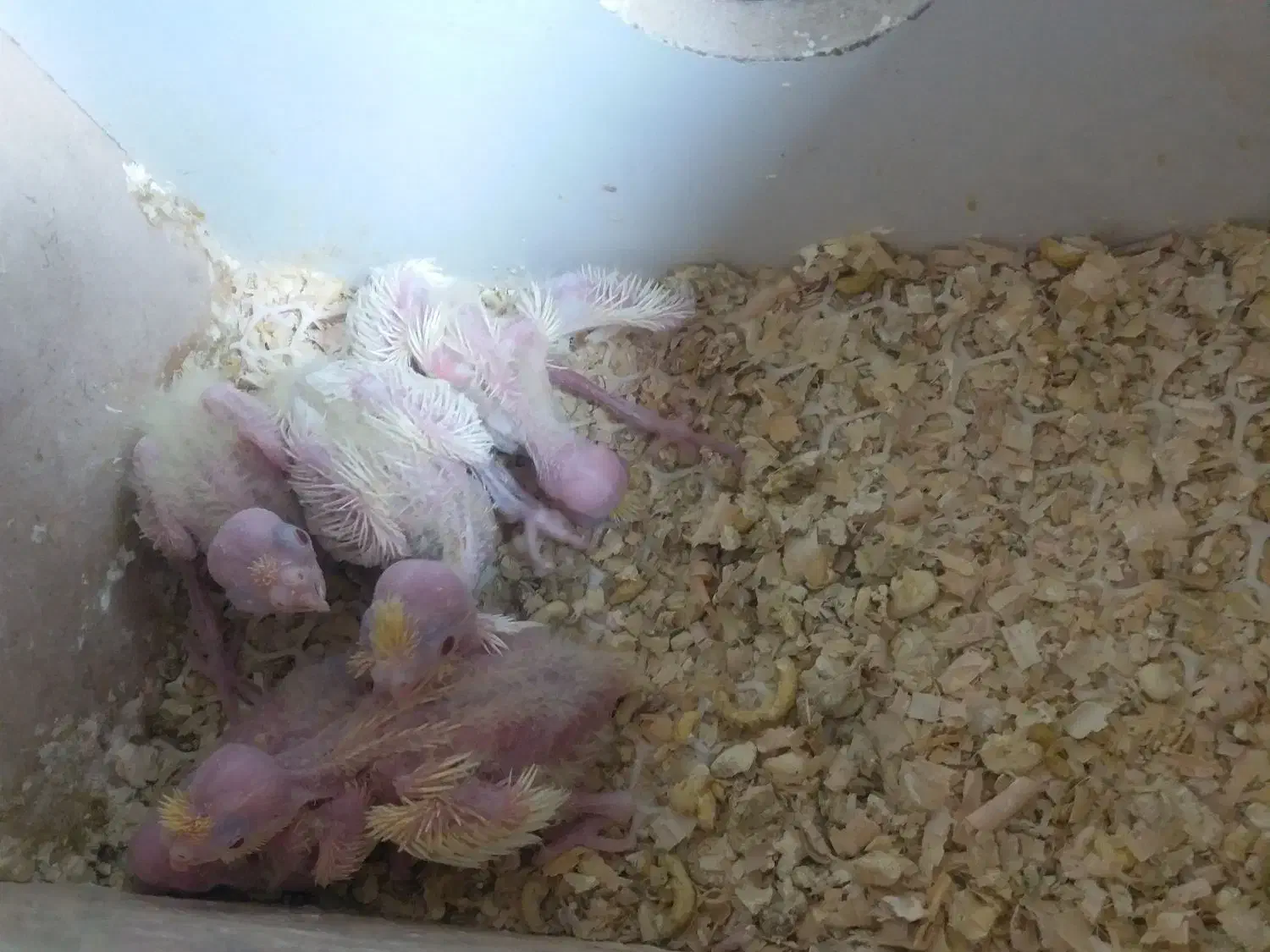 جفت مولدعروس هلندی لونیتیوباپنج جوجه وقفس وتجهیزات|پرنده|مراغه, |دیوار