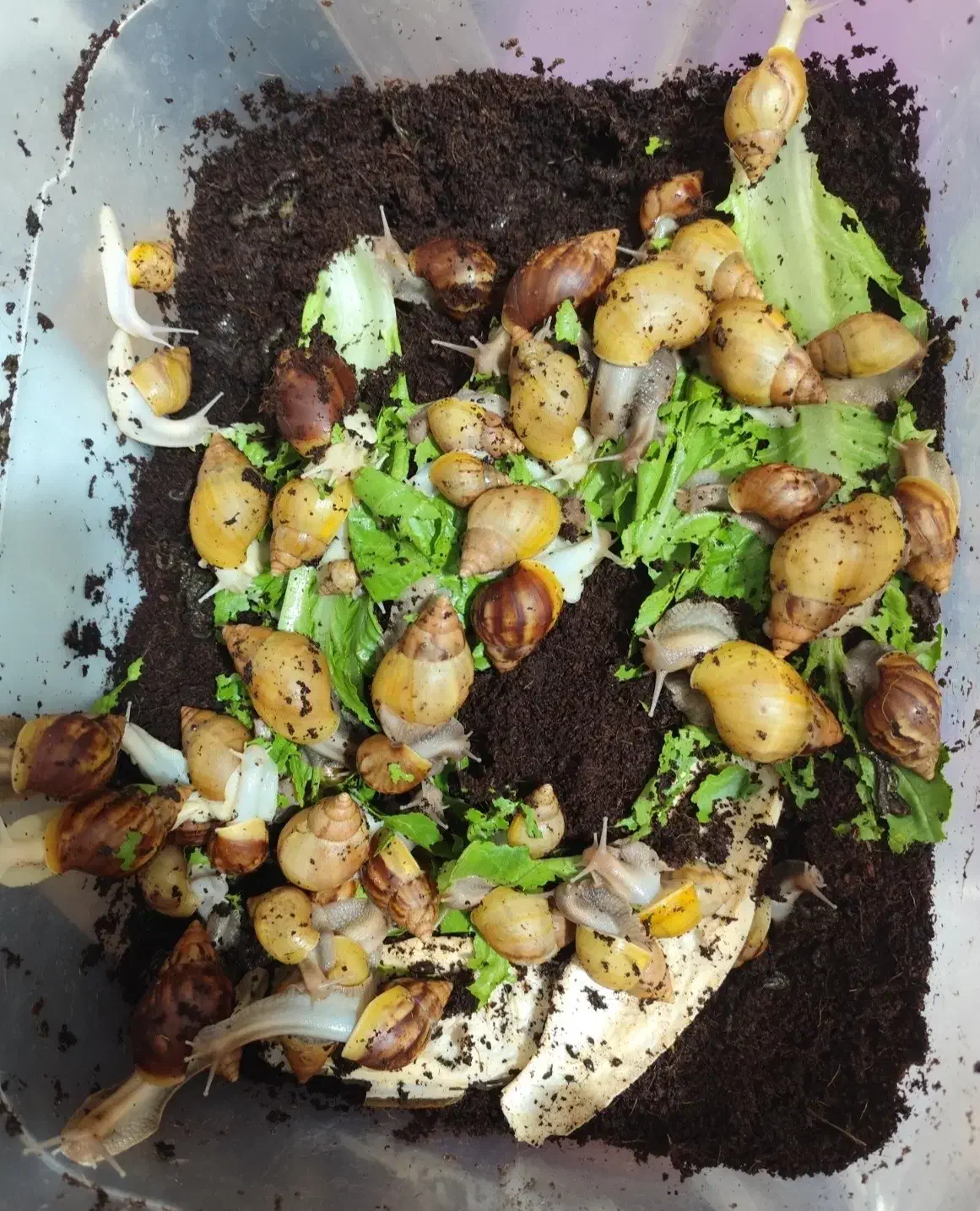 فروش حلزون به قیمت عمده|خزنده|شیراز, شهرک بزین|دیوار