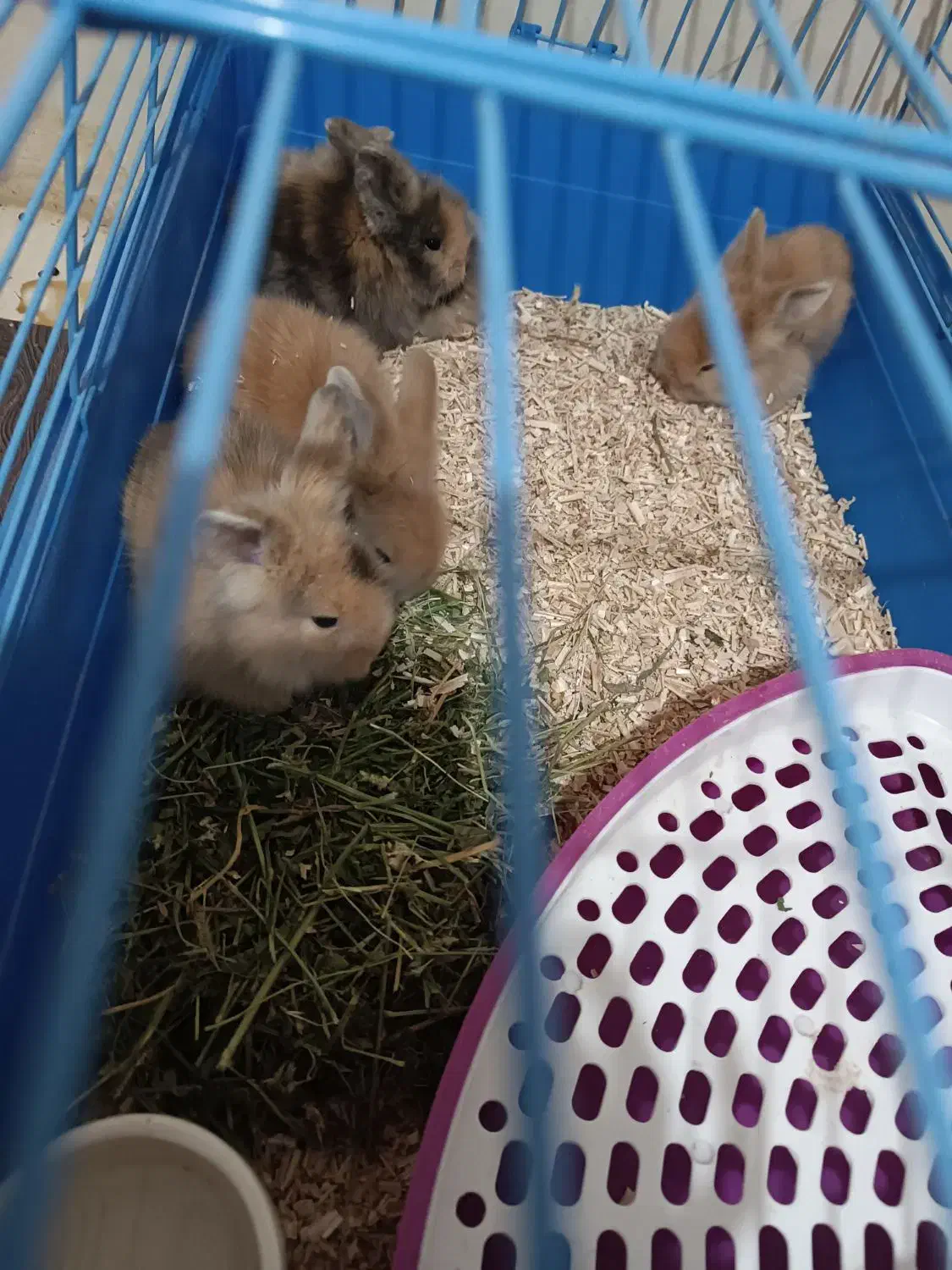 بچه خرگوش لپ ترکیش|موش و خرگوش|قزوین, |دیوار