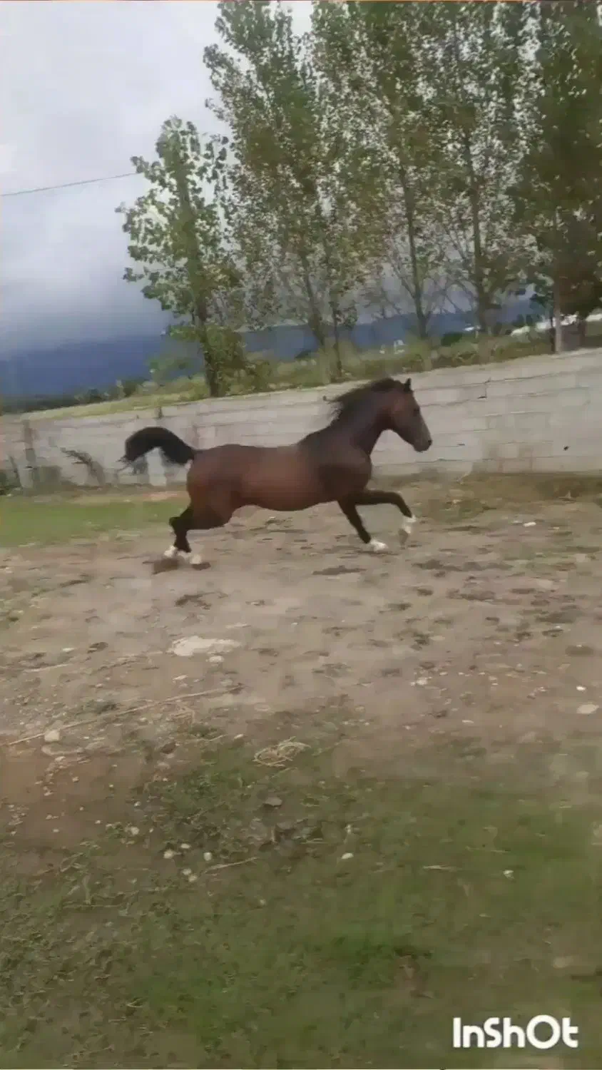 فروش نریان کرد ۵ سال|حیوانات مزرعه|خرمآباد (تنکابن), |دیوار