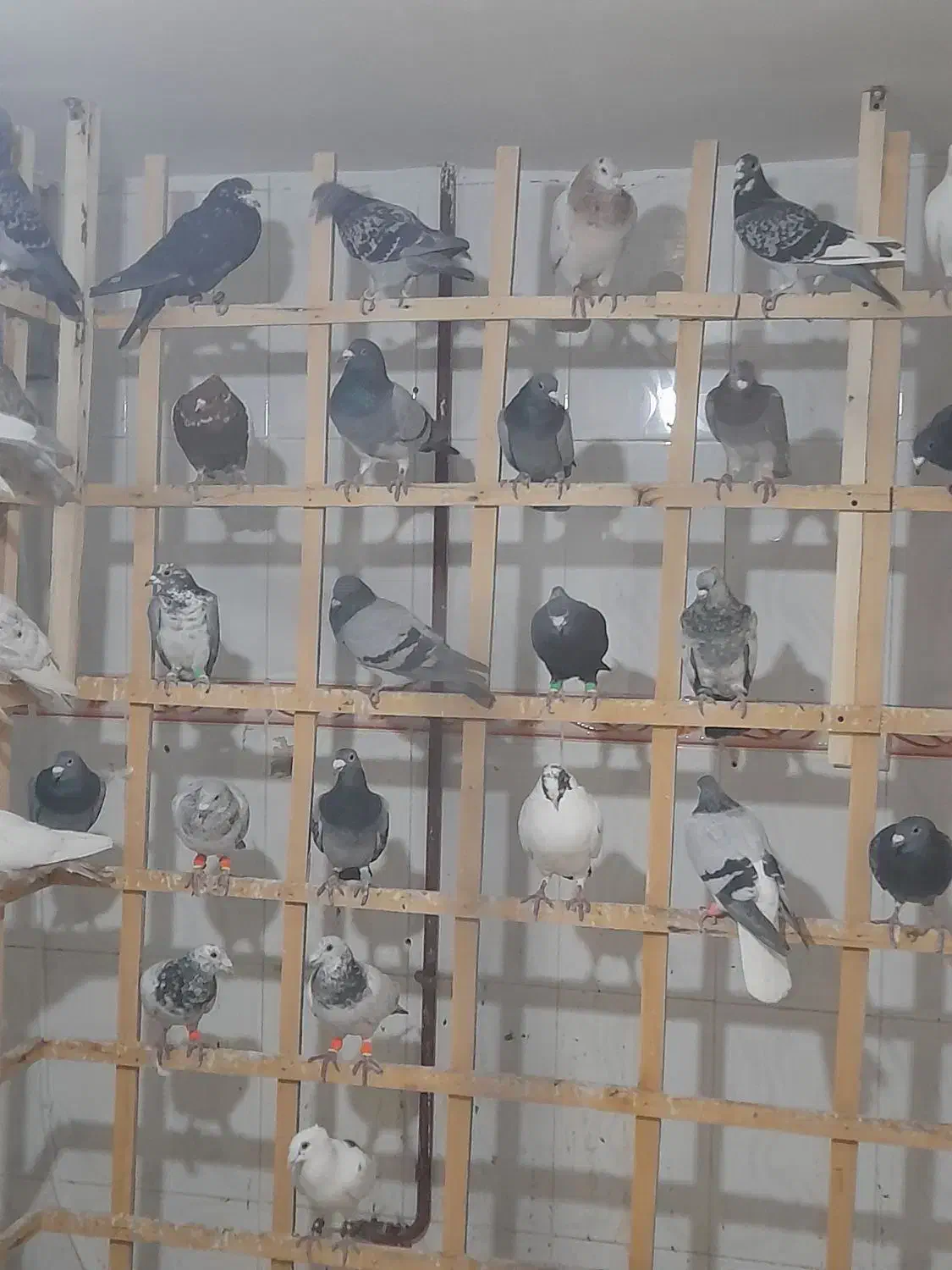 50تا حیون بوم ماله سرخس چق ساحل|پرنده|نیشابور, شهرک فیروزه|دیوار