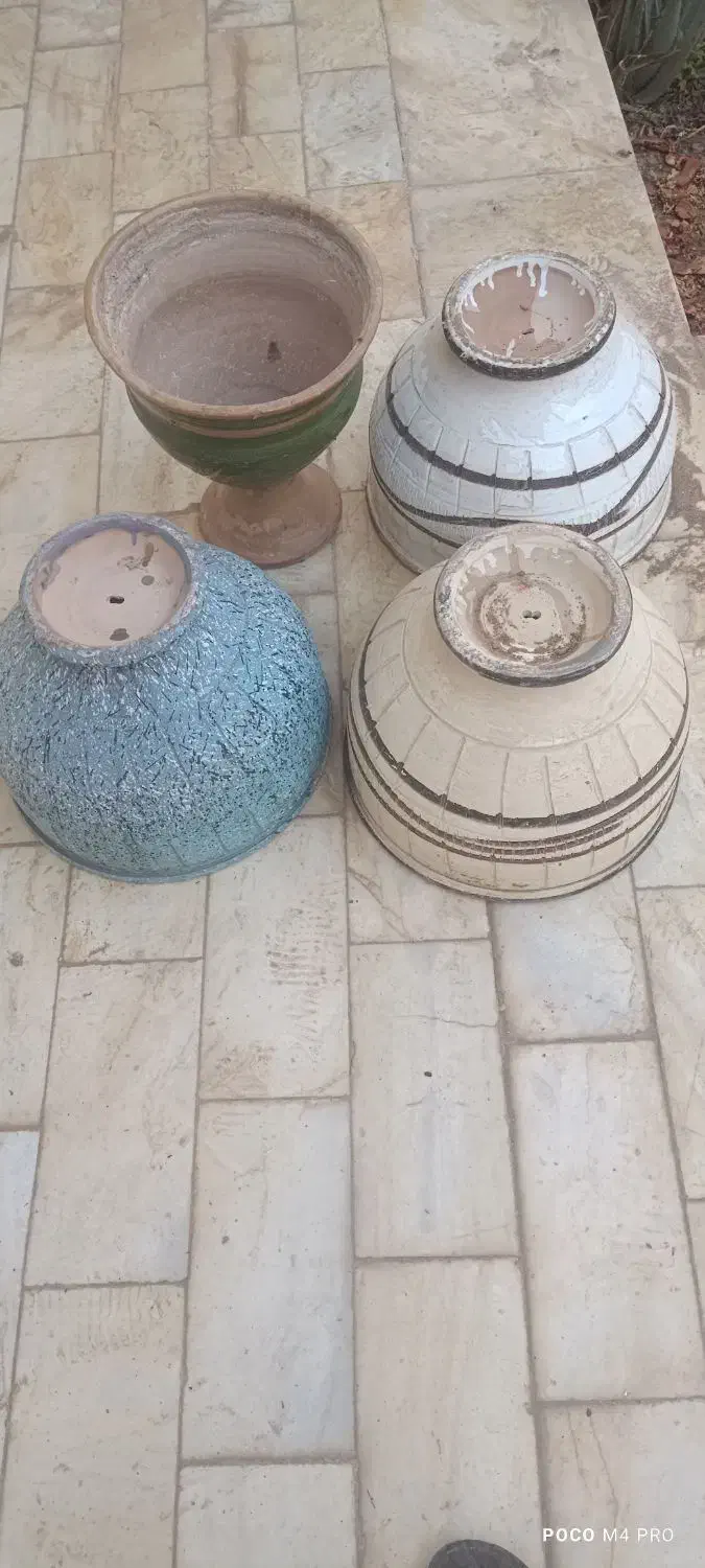 گل پاندانوس بزرگ|گل و گیاه طبیعی|اردکان, |دیوار