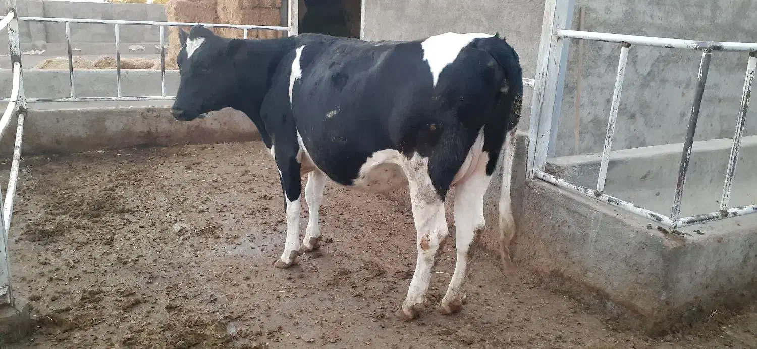 گاو هلشتاین اصیل|حیوانات مزرعه|چگنی, |دیوار