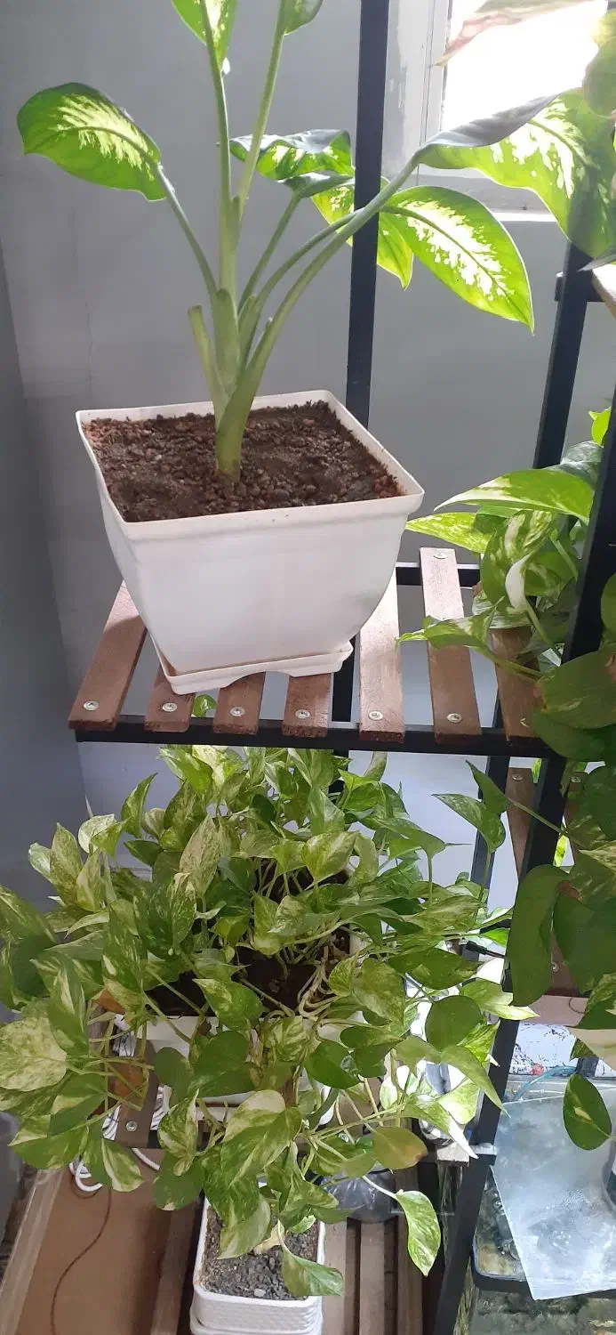 یک عدد استند  ۷ طبقه.  خوشگل|صنایع دستی و سایر لوازم تزئینی|میاندوآب, |دیوار