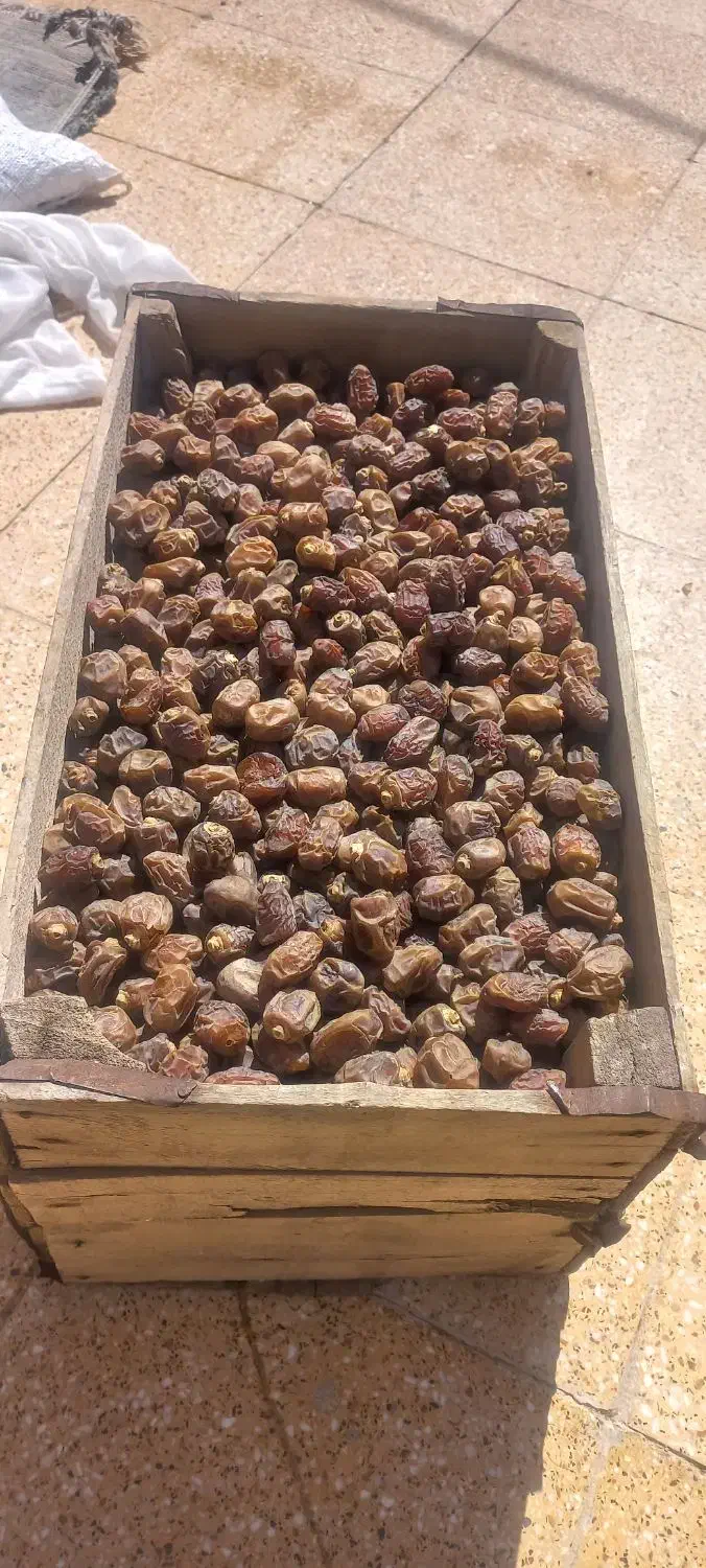 خرمای شادگان|حراج|شادگان, |دیوار