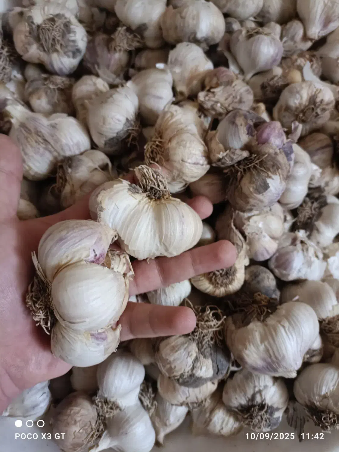 سیر درشت تازه تفرش|خوردنی و آشامیدنی|قم, انصار‌الحسین|دیوار