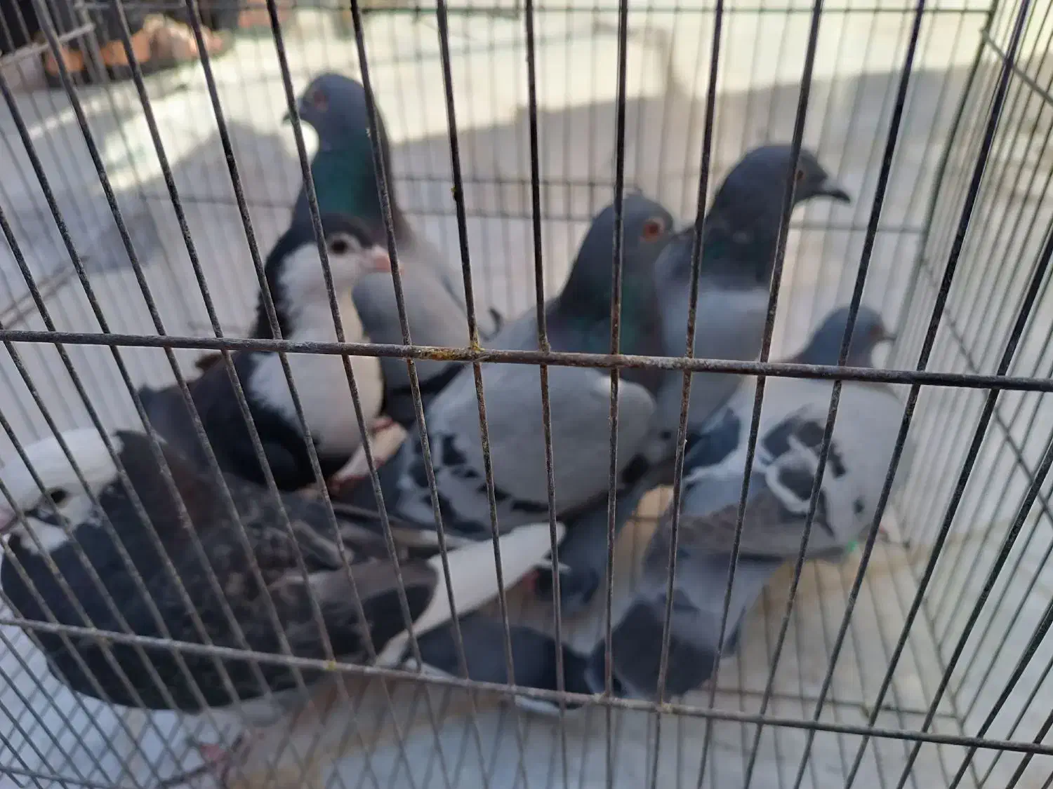 کبوتر سبز|پرنده|زابل, |دیوار