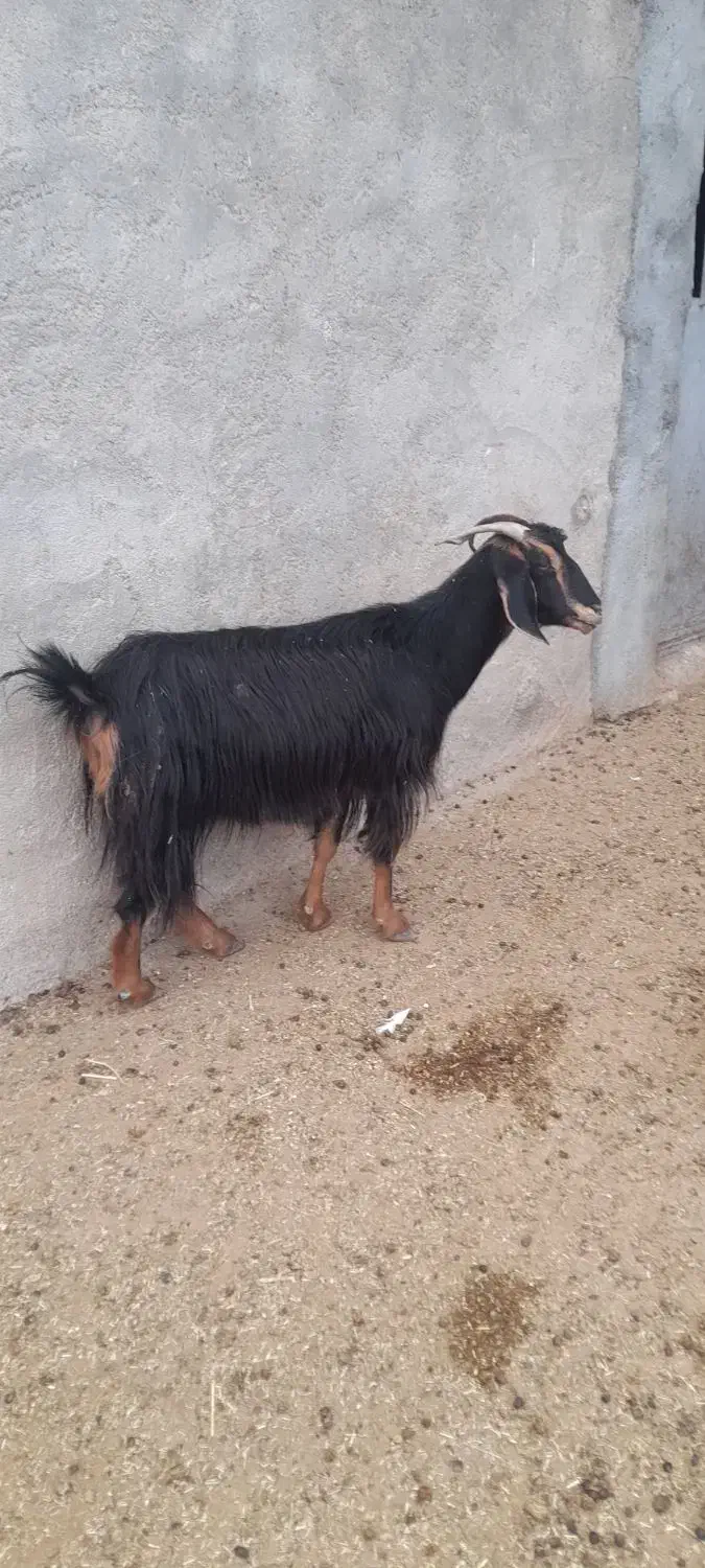 بز‌ماده|حیوانات مزرعه|بجنورد, |دیوار