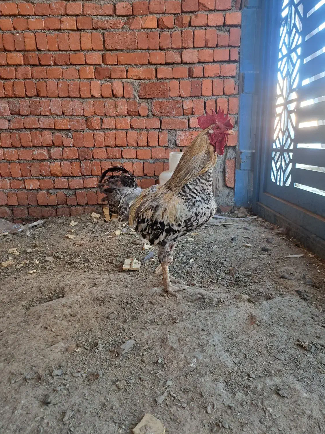 خروس|پرنده|مریوان, |دیوار