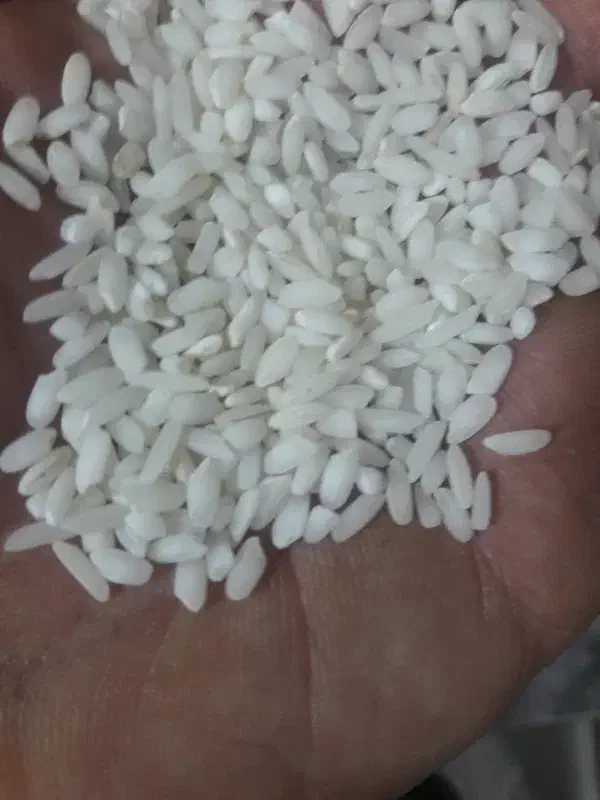 فروش برنج ایرانی|خوردنی و آشامیدنی|رباط‌کریم, نصیرشهر|دیوار