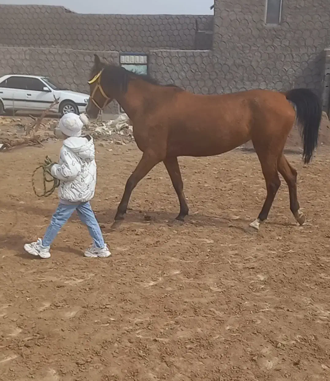 مادیان|اسب و تجهیزات اسب‌سواری|زرندیه, |دیوار