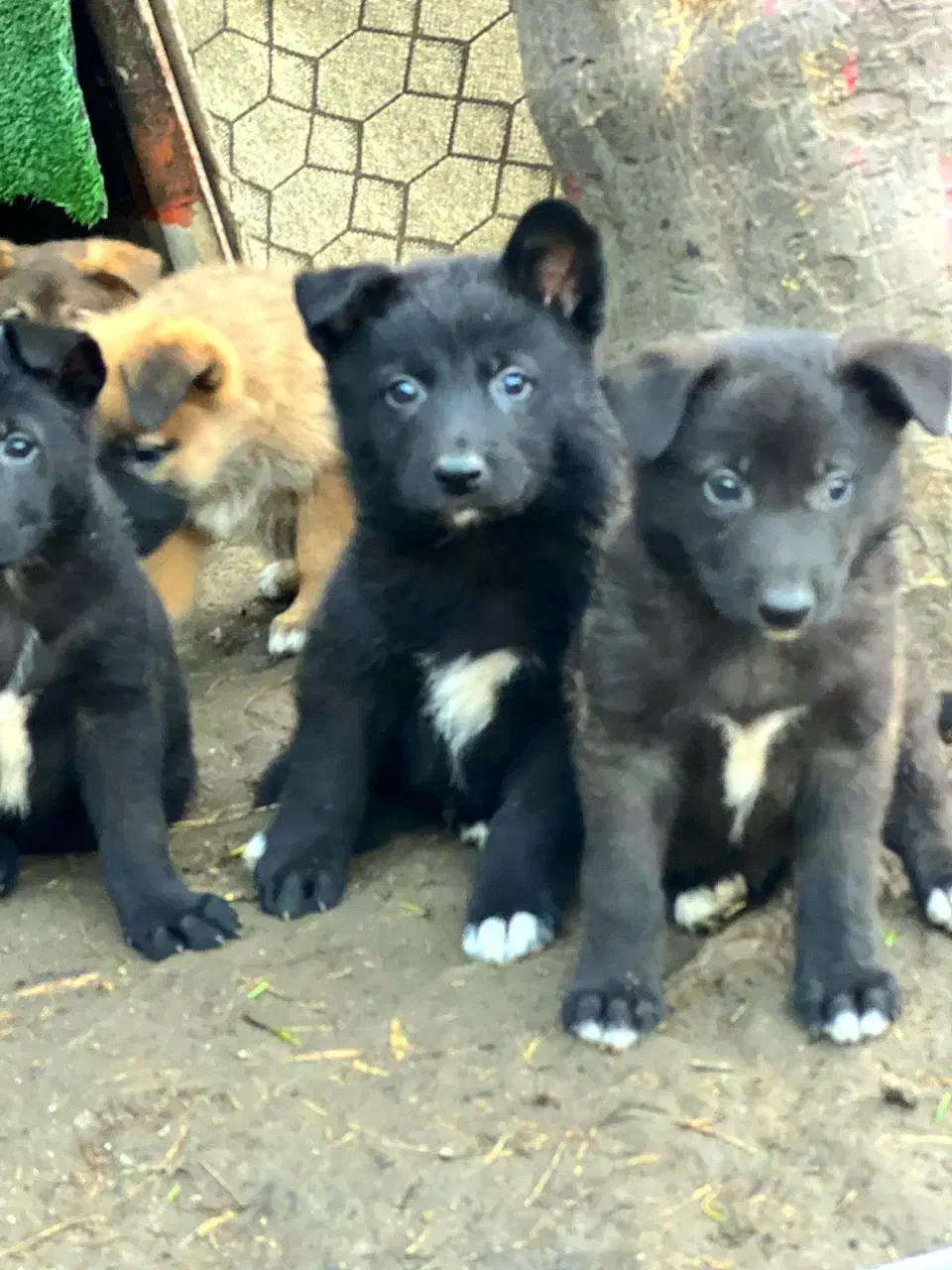 واگذاری توله ژرمن شیپرد شولاین|سگ|رشت, کاکتوس|دیوار