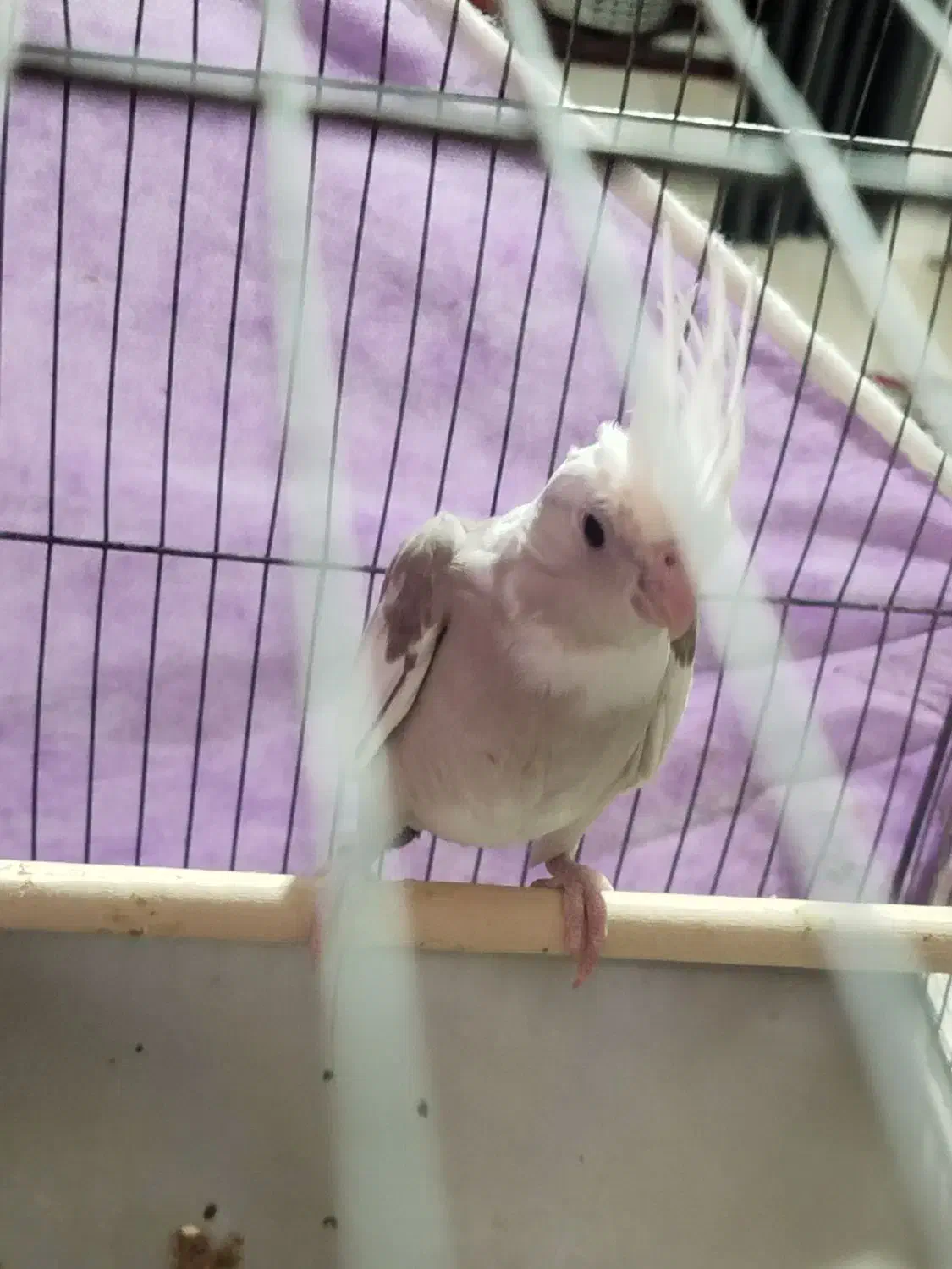 عروس هلندی وایت ابلق|پرنده|اسفراین, |دیوار