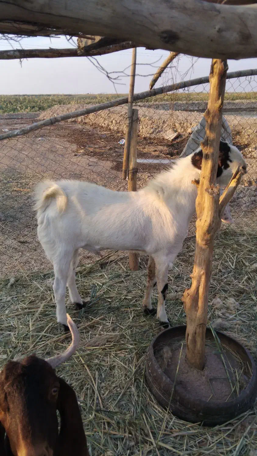 بز افغانی|حیوانات مزرعه|خرمشهر, |دیوار