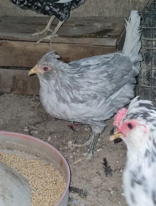 یک جفت نیمچه گلین طوسی|حیوانات مزرعه|وحیدیه, |دیوار